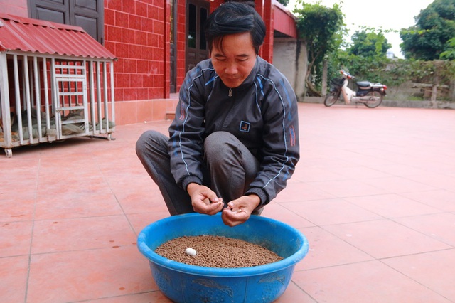 Hơn chục năm nay, ông Thăng dùng phương pháp nuôi ếch bằng các loại thảo mộc như tỏi, ớt, cỏ mực... cho thu nhập kinh tế cao