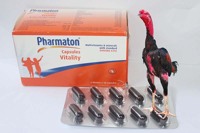 Pharmaton giúp tăng lực cho gà